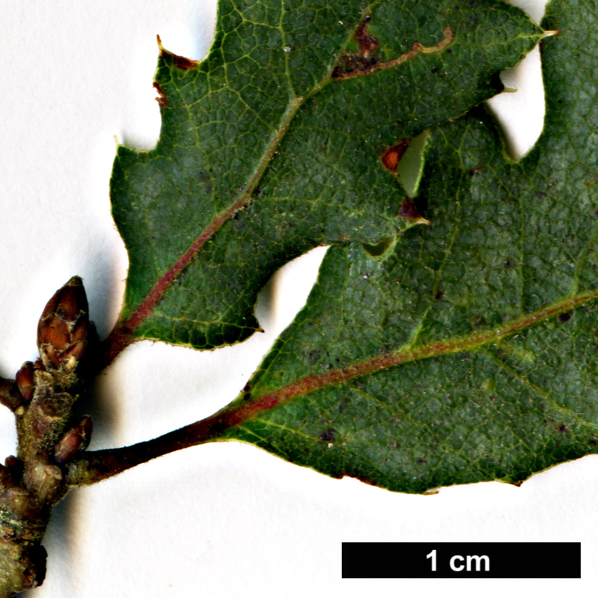 High resolution image: Family: Fagaceae - Genus: Quercus - Taxon: ×jolonensis (Q.douglasii × Q.lobata)